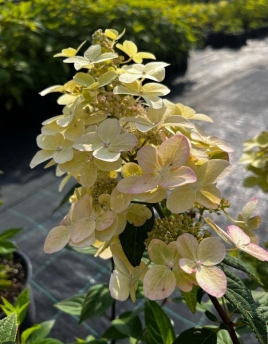 Hydrangea paniculata 'Confetti'