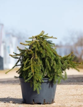 <span class='lvm-name'>Picea abies 'Frohburg'</span>