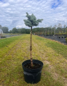 Picea pungens 'Glauca Globosa'