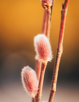 Salix gracilistula 'Mt Aso'
