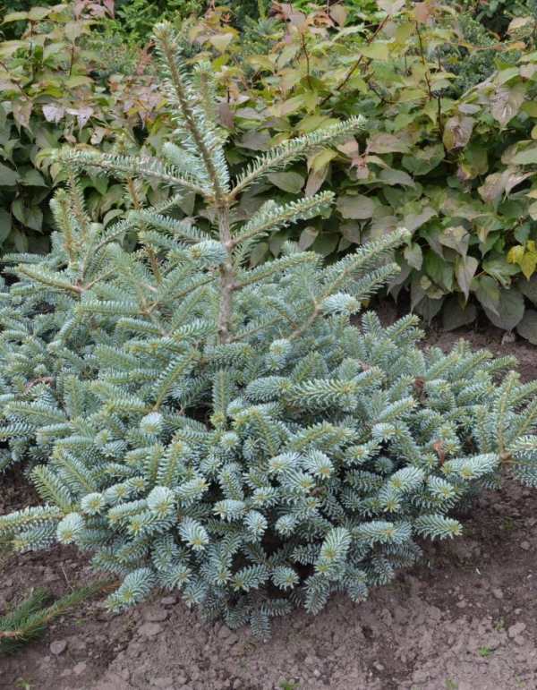 Abies koreana 'BLUE EMPEROR' 