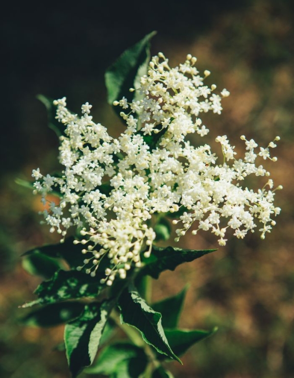 Melnais Plūškoks, šķirne Sambucus Nigra 'Haschberg'