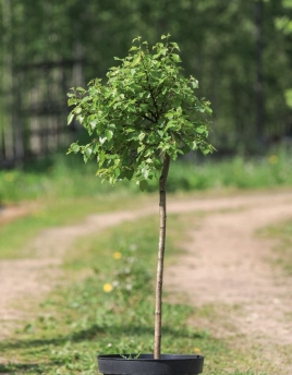 Betula pendula 'Magical Globe'