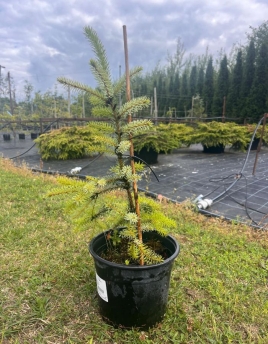 Picea omorika 'Fassei'