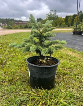 Picea pungens 'Compacta'