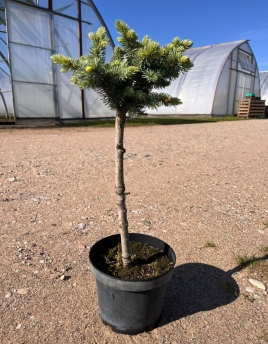 Picea pungens 'Glauca Globosa'